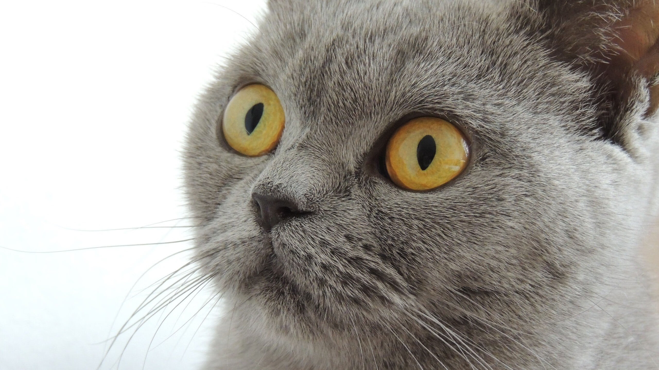 当城市脉搏化为引擎轰鸣，拉文在街道之夜编织唯一轨迹