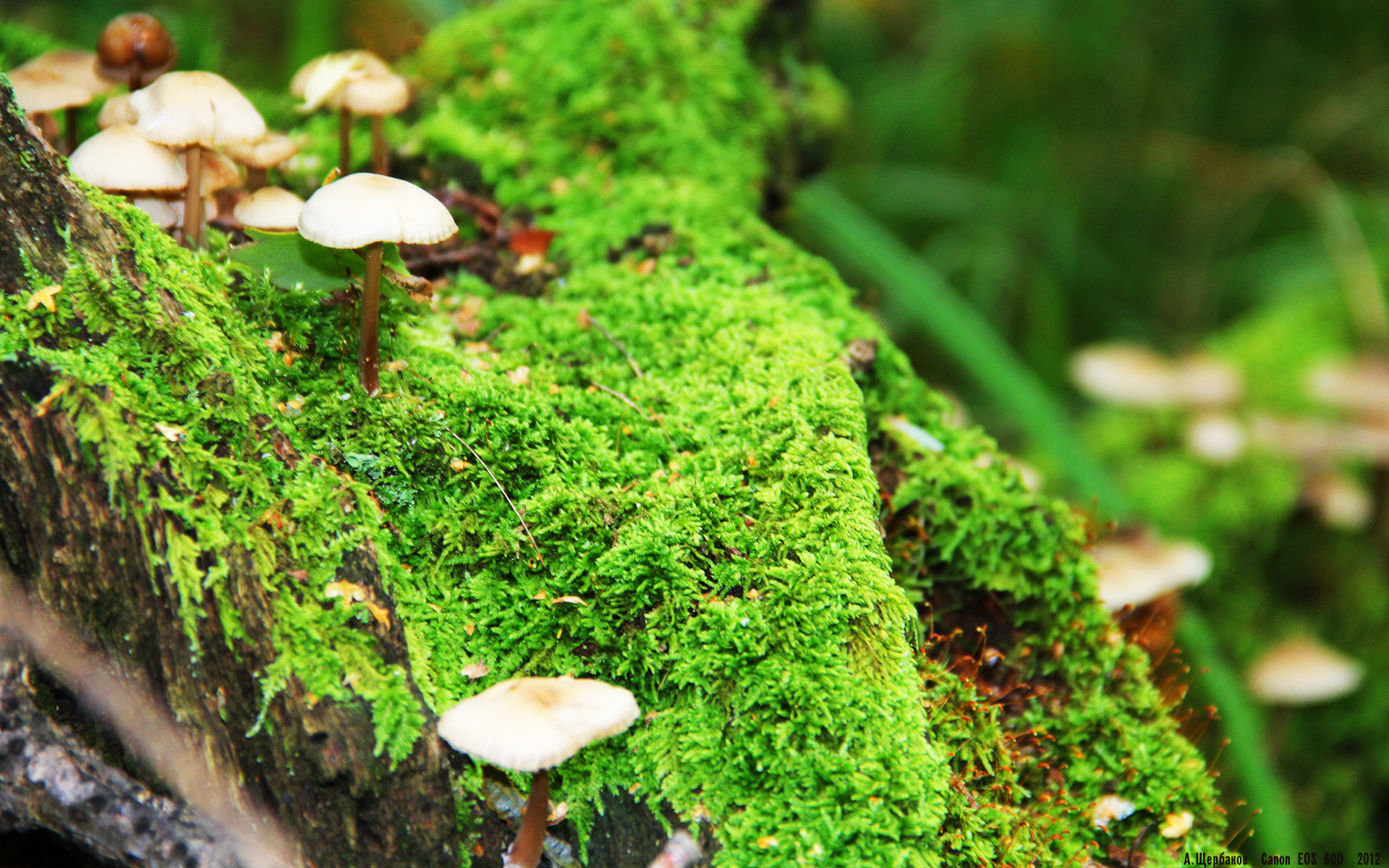 赛道与绿茵，当F1争冠战火遇见希腊神话重演