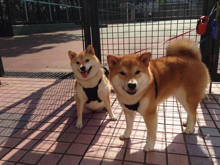 赛场双面镜，黄蜂火力席卷新疆 布伦森于F1赛道超车夺权