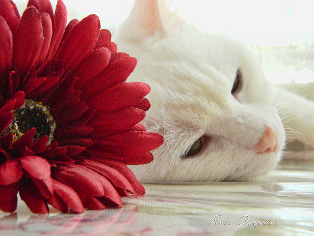 提前交卷的东方球队，当迪马利亚时刻遇见中国式解题