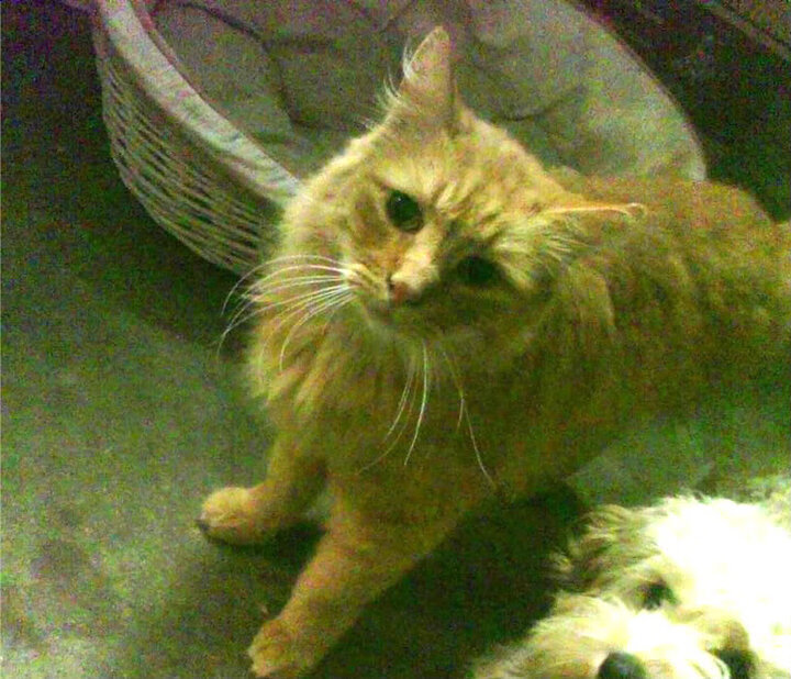 世纪隔空对话，上海队对阵太阳，班凯罗的统治力让对手完全无解