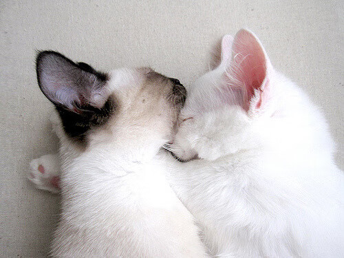 金玟哉隔空导演南半球对决，哥伦比亚血拼澳大利亚背后的亚洲密码