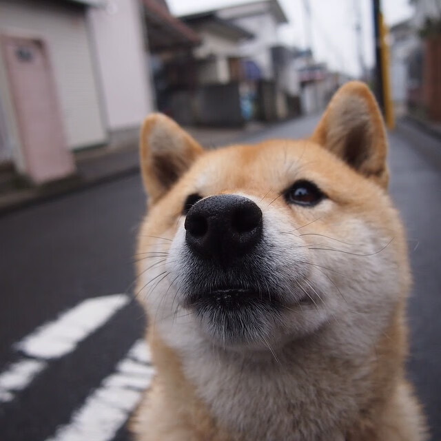 征服者与国王，当团队绞杀个人英雄，篮球给出终极答案