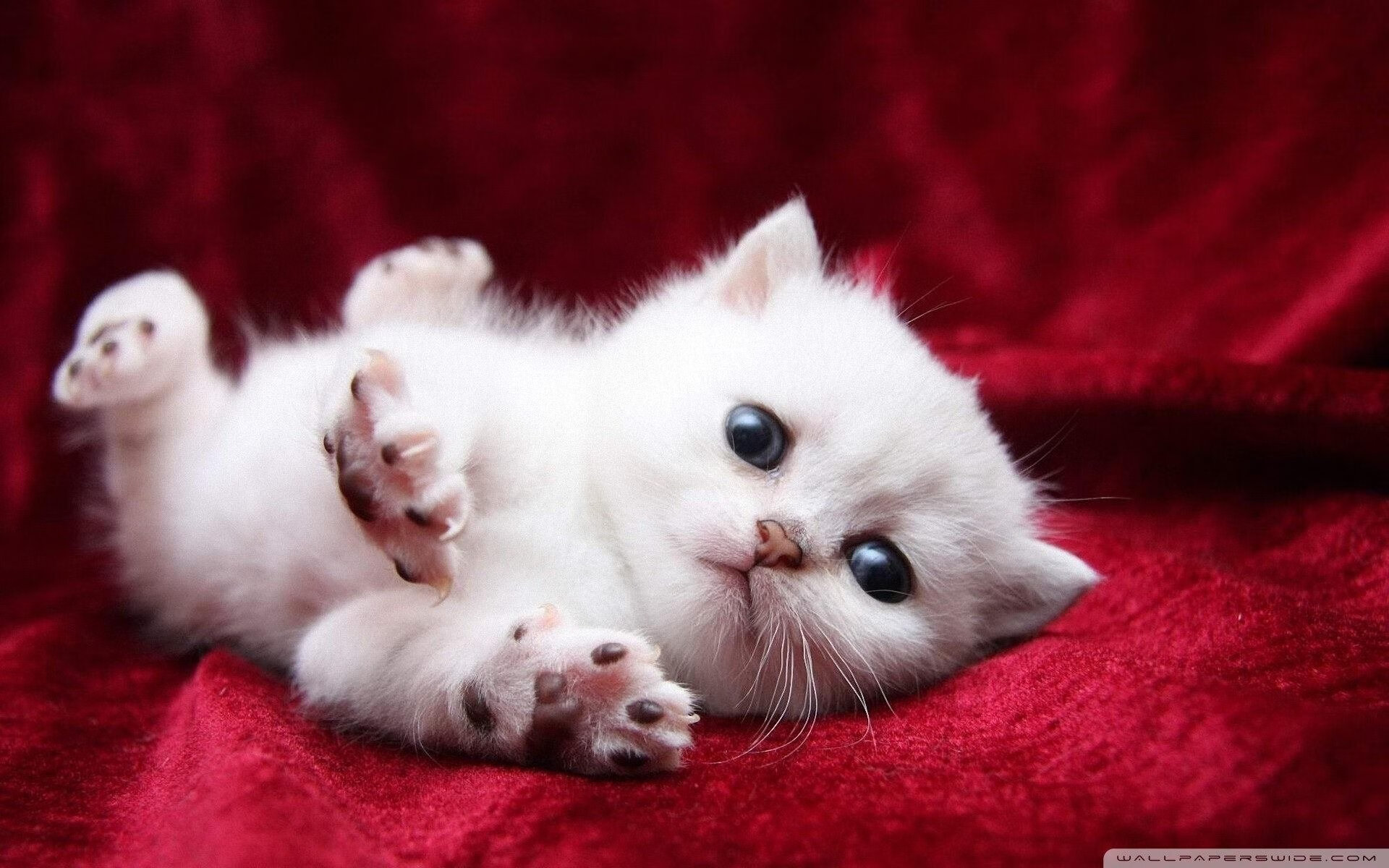 孤鹰振翅破蜂群，米切尔在绝境中淬炼的关键先生本色