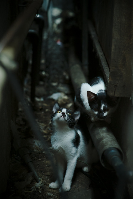 撕裂与缝合，当山西队力克马刺，爱德华兹持续制造杀伤