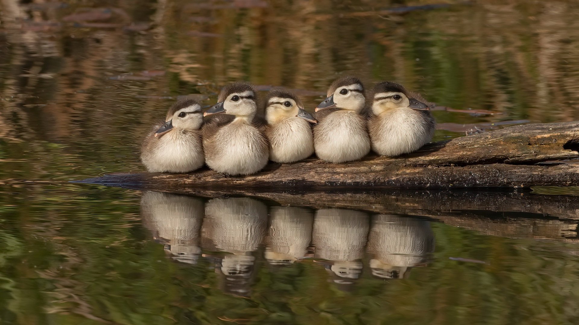 开云体育-隔空的对话，当波兰掀翻中国，贝林厄姆在另一个球场燃烧