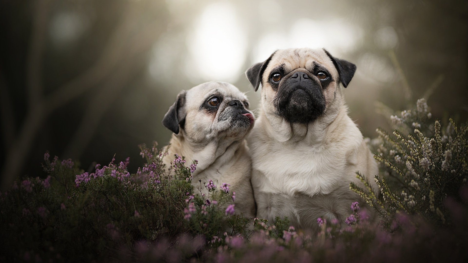 开云体育官网-从沉寂到沸腾，凯塞多伤停补时双响，多特蒙德上演极限逆转澳洲奇迹